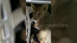 Illegally imported African lion cub seized in Istanbul