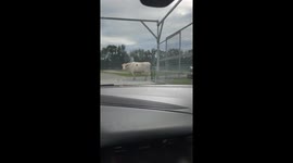 Giant Cow Takes Food Bucket