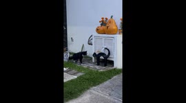 Cat Decor Spooks Real Kitty