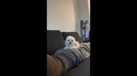 My Dog Has No Boundaries