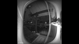 Doorbell Camera Catches Cat Thief Stealing Sunglasses