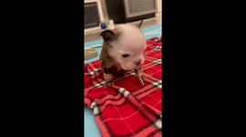 Walter Takes His First Steps