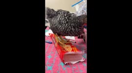Rooster Demands More Cookies