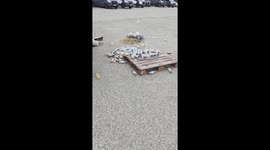 Employee claims Amazon delivery drivers 'urinate in bottles' and leave them on vans