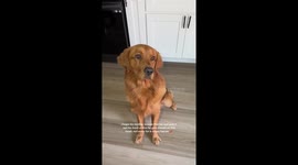Golden Retriever Demands Forehead Kisses Before Eating Bacon