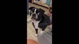 Dog Reacts to My Cheesy Joke