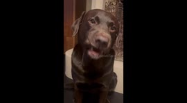 Dog enjoys yogurt treat in Klundert, Netherlands
