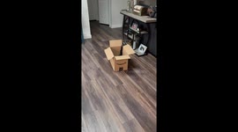Cat plays adorable game of hide and seek inside a box in Seattle, Washington, USA