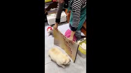 French Bulldogs playfully chase each other in China