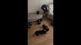 Dachshund plays with black balloon in Manchester, United Kingdom