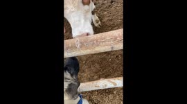 Mischievous cat joins dog and calf outdoors in Erzincan, Turkey