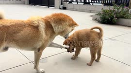 Puppy gets upset after the dog takes its bone in Jiangsu, China