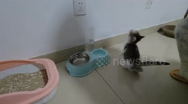 Hungry kitten impatiently waits for food in Shandong, China