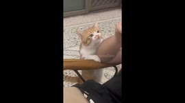 Cat gently bites owner’s hand to seek attention in Guangdong, China