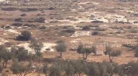 Israeli Settlers Uproot Olive Trees in Hebron’s Masafer Yatta Region
