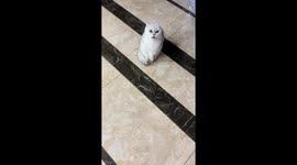 Scottish Fold cat adorably 