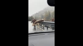 Cow struggles to jump over fence in Zhejiang Province, China