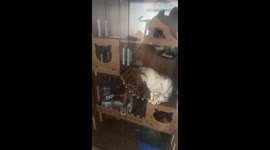 Curious kitten accidentally knocks over glass cabinet in Liaoning, China