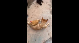 Chicken gently pecks dog’s fur in a playful moment in Guangxi, China