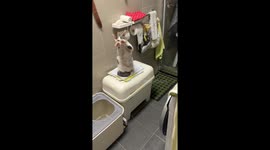 Cat “pulling” invisible toilet paper in Shanghai, China