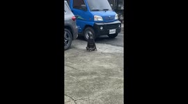 Xiaohei, the dog sits like a human in Jiangsu, China