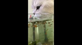 Cat drinks from aquarium in Hebei, China