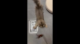 Playful kitten mimics jingling toy in Shanghai, China