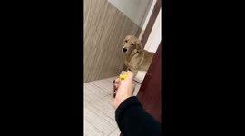 Golden Retriever reacts to lighter in Hunan, China