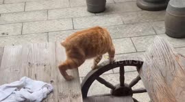 Rescued cat does funny “cart walk” in Jiangxi, China