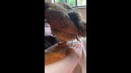 Incredible moment woman catches egg mid-air after hen lays it on sofa