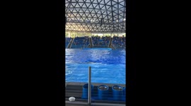 Killer Whale Sticks Tongue Out