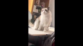 Cat puzzled by squeaky table sounds in Liaoning, China