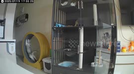 Cat spins out of control on exercise wheel in Shanghai, China