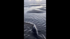 Colleen Dunn, a mom of three, was walking the beach in Manzanita, Oregon manifesting sand dollars when I happened to walk upon a struggling shark in a shallow tide pool.