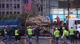 Rockefeller Center Christmas tree hoisted into place in New York