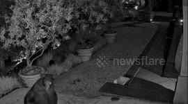 California Brown Bears Boxing at 3:00 AM