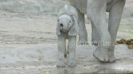 Austria: Elephant Calf Takes Over Herd At Vienna Zoo