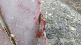 Stuck firebugs coupling and walking in the same time (Pyrrochoris apterus). French island of Martinique, Le Robert, Caribbean, West Indies, France, 8 November 2025