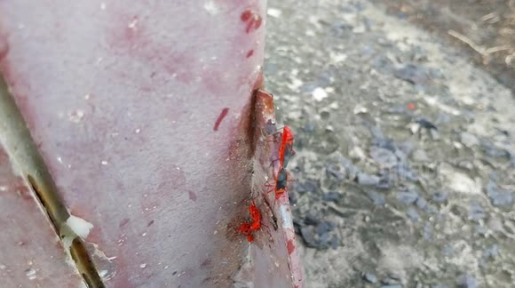 Firebugs are known for coupling and walking in the same time (Pyrrochoris apterus). French island of Martinique, Le Robert, Caribbean, West Indies, France, 8 November 2025