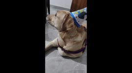 Heartwarming birthday celebration for a pet dog in India