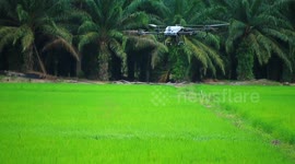 Drones are used for rice field fertilization activities at certain times