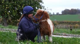 Meet Pam one of the world's smallest ponies - just 24 inches tall