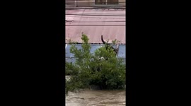 Dogs struggle to survive rising floodwaters during Typhoon Tino in Cebu, Philippines