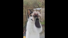 Cat trying to get my attention to be let in the house by paddling on the window