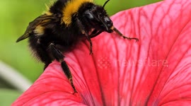 bee collecting pollen