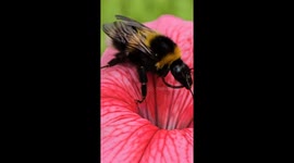 bee collecting pollen in my garden