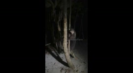 Aye-Aye (Daubentonia madagascariensis), one of the rarest lemurs in the world. Madagascar