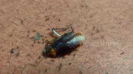 Ants devoring a cockroach. French island of Martinique, Caribbean, West Indies, France, 9 November 2025