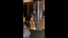 Great Danes Using the Ice Dispenser