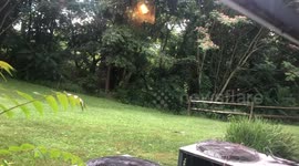 Grizzly Bear Man Chases Black Bear Off Property